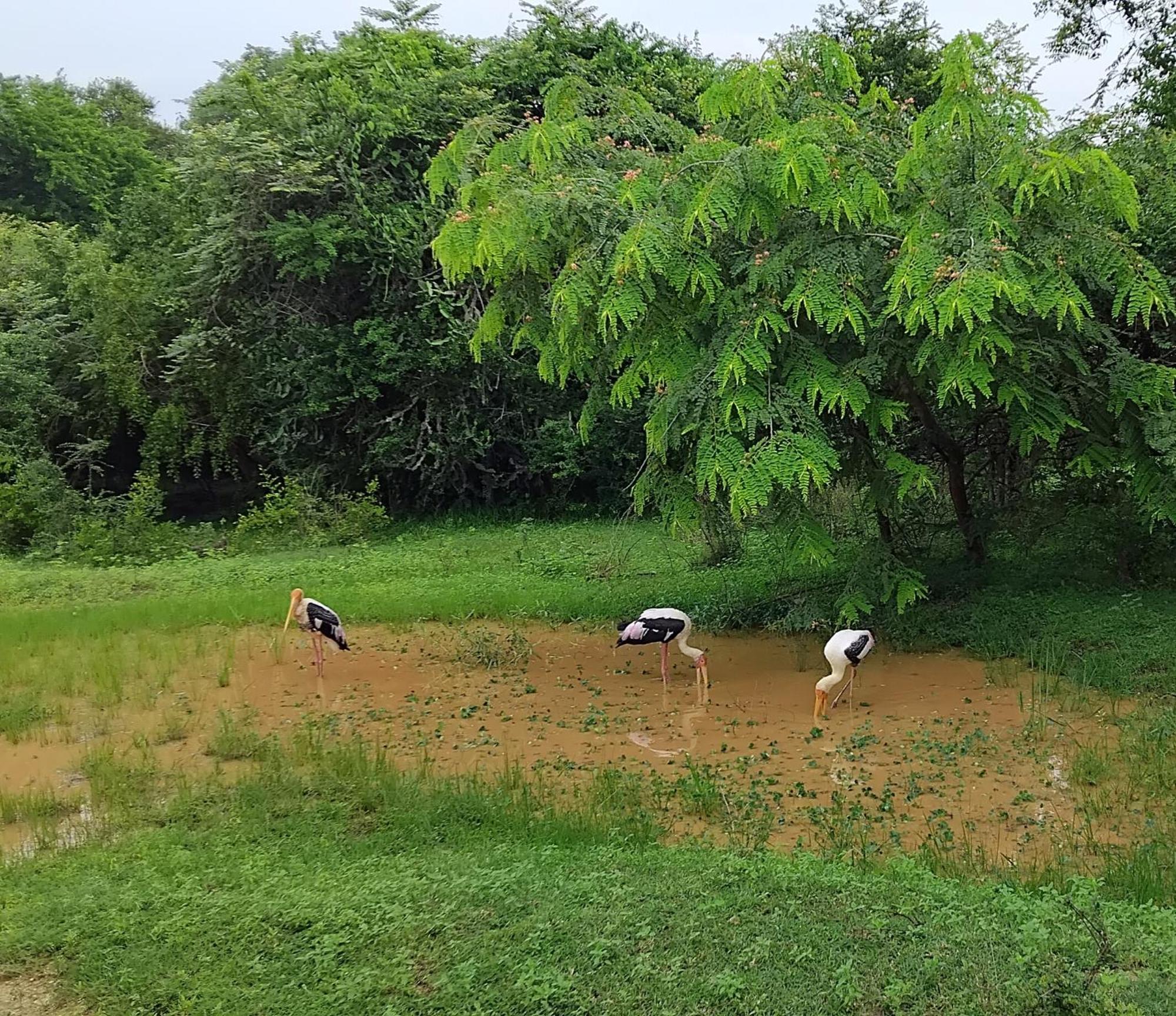 Green House Yala كيريندا المظهر الخارجي الصورة
