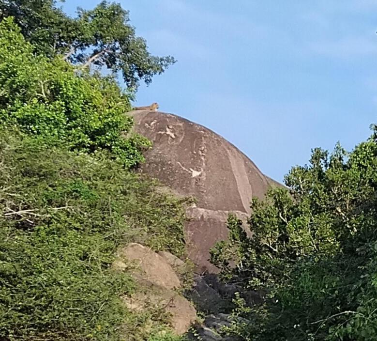 Green House Yala كيريندا المظهر الخارجي الصورة